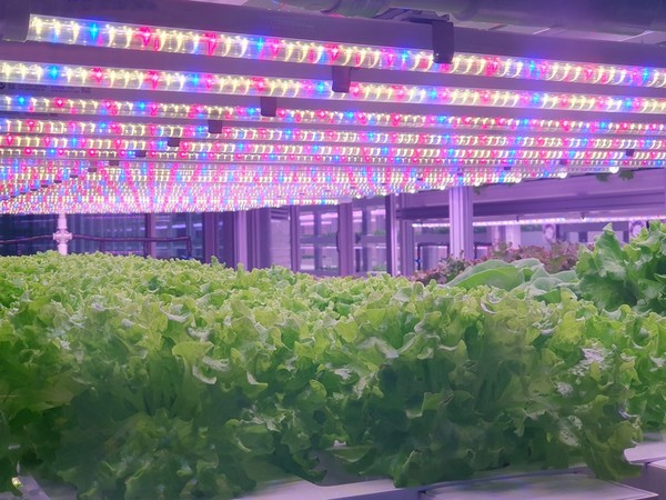Dàn đèn chiếu sáng tại mô hình trồng rau trong nhà của hãng Artemis