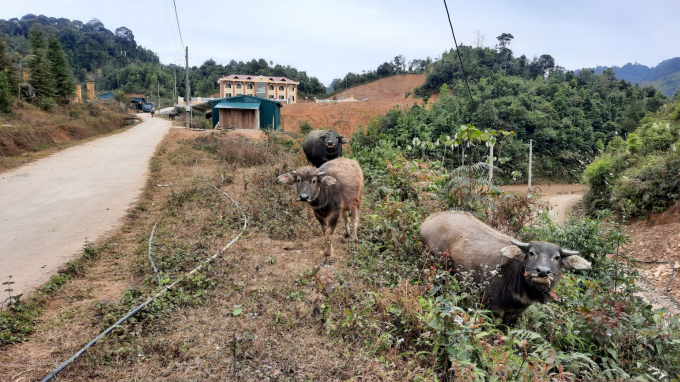 Một đàn trâu được thả rông ngay trước cửa UBND xã Thành Công, huyên Nguyên Bình, dù thời tiết ngoài trời chỉ hơn 2 độ C. Ảnh: Toán Nguyễn.