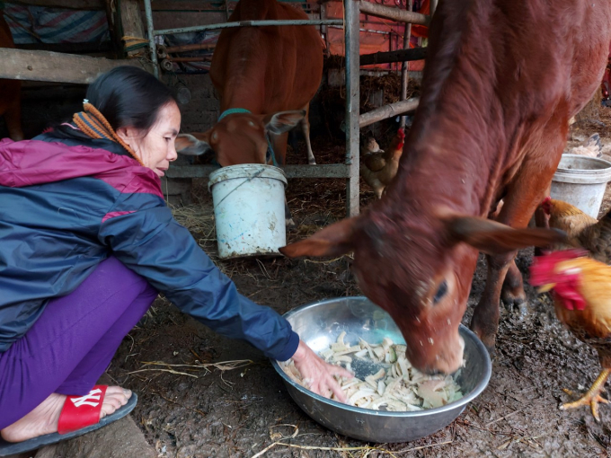 Chính quyền địa phương và ngành chuyên môn Hà Tĩnh đang tập trung tuyên truyền người dân thay đổi tập quán chăn nuôi trâu bò thả rông sang nuôi nhốt. Ảnh: Gia Hưng.