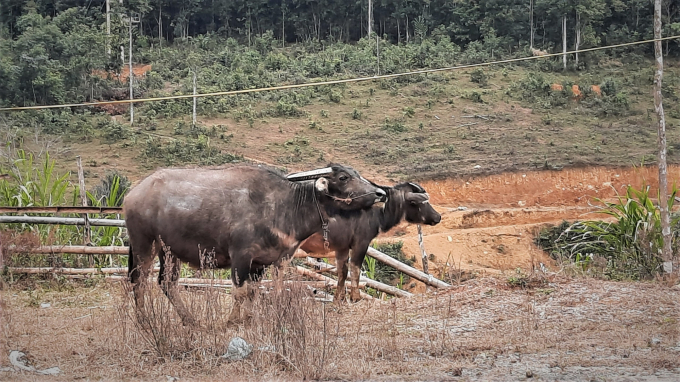 Những đàn trâu co ro trong rét buốt ở bìa rừng xã Thành Công. Ảnh: Nguyễn Toán