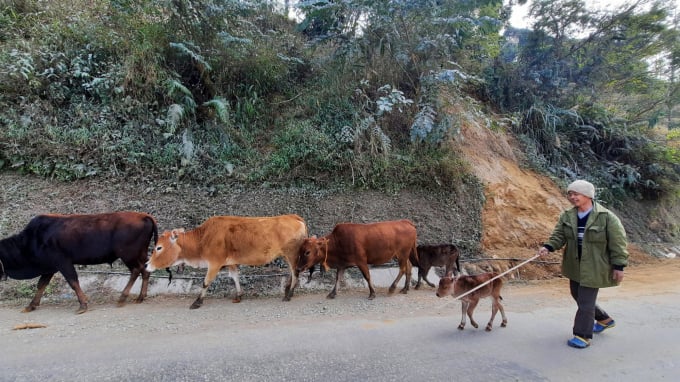 Nhiều hộ chăn nuôi vẫn đưa trâu bò đi chăn thả bình thường dù trời rét căm căm. Ảnh: Nguyễn Toán