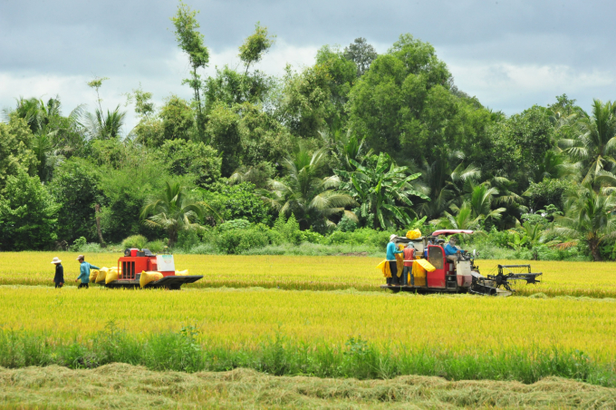 Xuất khẩu gạo của Việt Nam dự báo sẽ tiếp tục thuận lợi trong những tháng tới. Ảnh: Lê Hoàng Vũ.