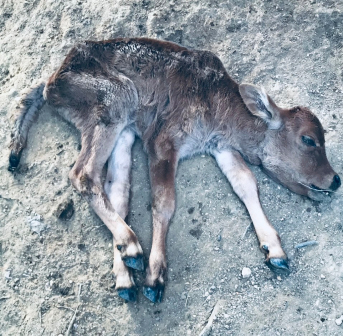 Đã xuất hiện tình trạng gia súc chết khá nhiều vì rét tại các huyện miền núi. Ảnh: Phòng NN-PTNT huyện Con Cuông.