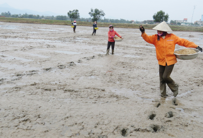 Nông dân xã Võ Ninh, huyện Quảng Ninh (Quảng Bình) tranh thủ thời tiết hửng nắng sau rét đậm gieo sạ lúa. Ảnh: NT