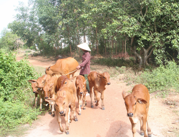 Đàn trâu, bò ở Thừa Thiên - Huế đang bị đe dọa do rét đậm, rét hại. Ảnh: T.T