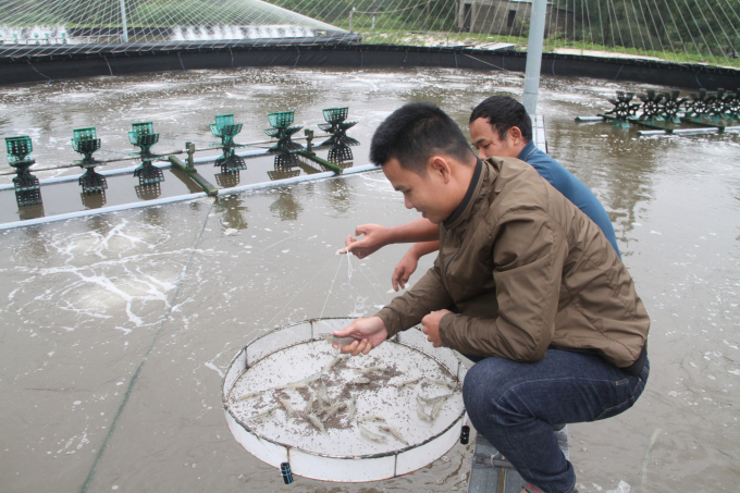 Thời tiết mưa, lạnh kéo dài đã ảnh hưởng rất lớn đến nuôi trồng thủy sản của người dân tỉnh Thừa Thiên - Huế. Ảnh: Tiến Thành