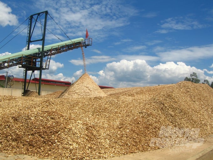 Hiện Việt Nam có lượng dăm gỗ xuất khẩu lớn nhất thế giới. Ảnh: Vũ Đình Thung.