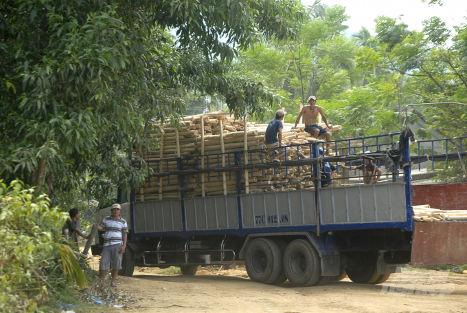 Nguồn gỗ nguyên liệu của ngành dăm chủ yếu là từ gỗ rừng trồng của hộ gia đình và các doanh nghiệp trồng rừng. Ảnh: Vũ Đình Thung.