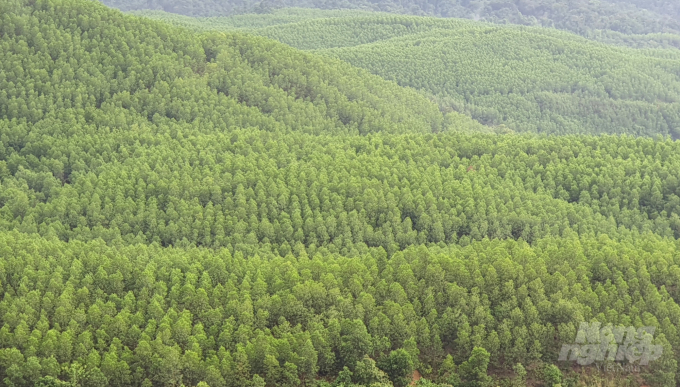 Diện tích rừng trồng ở Việt Nam liên tục tăng trưởng, bình quân 150.000-200.000ha/năm. Ảnh: Vũ Đình Thung.