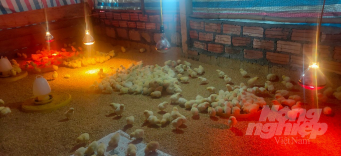 Người chăn nuôi bật đèn sưởi ấm cho gà. Ảnh: HG