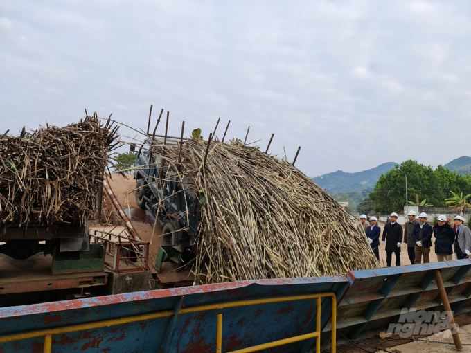 Đến thời điểm này, toàn tỉnh Tuyên Quang đã thu mua được hơn 400 ha mía nguyên liệu. Ảnh: Đào Thanh.
