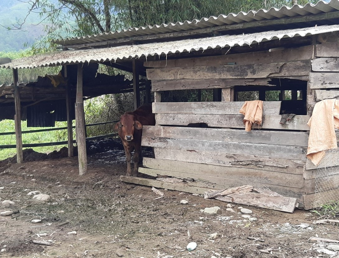 Chăn nuôi gia súc ở huyện Nam Đông, Thừa Thiên- Huế. Ảnh: Tiến Thành.