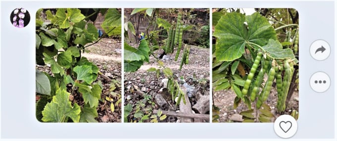 Hình ảnh cây củ đậu (cây củ sắn) do bạn Minhlinh cung cấp.