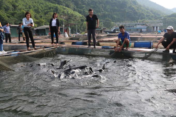 Những năm gần đây, phong trào nuôi cá lồng bè trên sông, hồ chứa ở Hòa Bình không ngừng phát triển. Ảnh: HG.