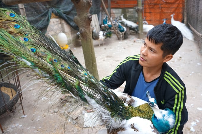 Bán Chim Công giống giá rẻ nhất thị trường – Vườn chim việt