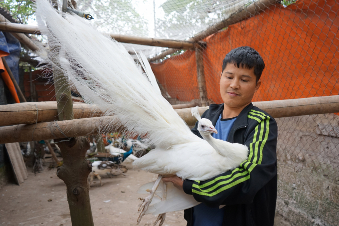 Hưng Yên: Nuôi chim công Ấn Độ sinh sản đem lại thu nhập kinh tế cao - Ảnh  thời sự trong nước - Kinh tế - Thông tấn xã Việt Nam (TTXVN)