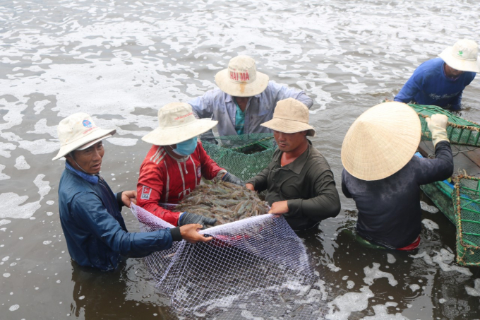 Ngành NN-PTNT Khánh Hòa khuyến cáo người nuôi tôm nước lợ tuân thủ đúng lịch thả giống được khuyến cáo. Ảnh: Kim Sơ.