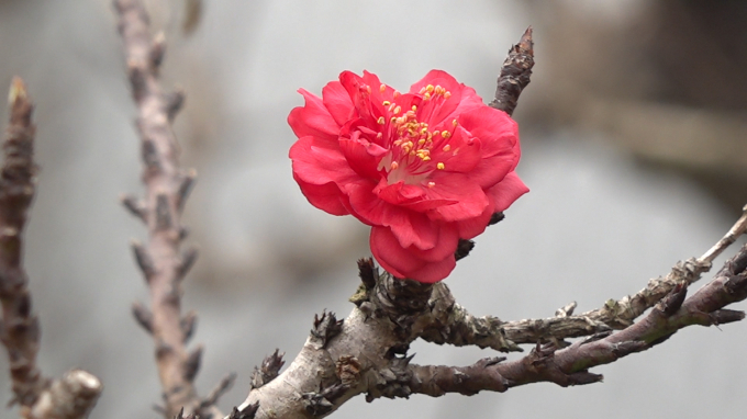 Một bông hoa đào Thất thốn ở vườn của nghệ nhân Lê Hàm. Ảnh: Quang Dũng.