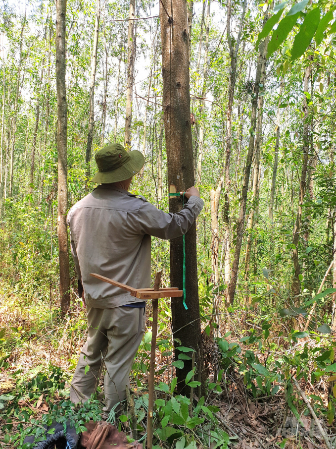 Công ty TNHH Lâm nghiệp Quy Nhơn là doanh nghiệp đầu tiên tại tỉnh bình Định được cấp chứng chỉ rừng bền vững FSC. Ảnh: Vũ Đình Thung.