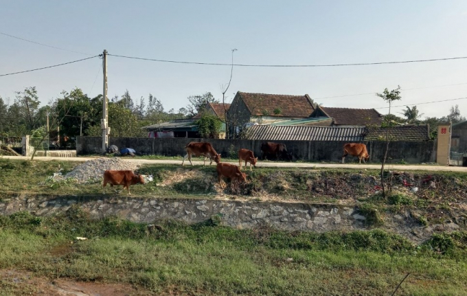 Một trong những nguyên nhân khiến dịch bệnh khó khống chế là do tập quán thả rông trâu bò của người dân. Ảnh: N.Diệp.