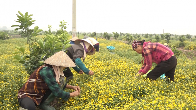  Mô hình trồng cúc hoa của gia đình bà Nguyễn Thị Bắc, thôn Tả Hà, Xã Hùng An. Ảnh: Hoàng Dân.
