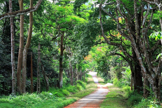 Đường đi thuận tiện trong Vườn quốc gia Cúc Phương đẹp mê hồn.