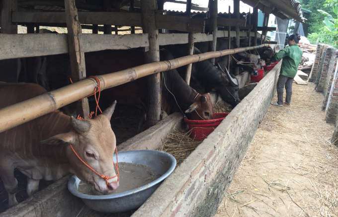 Tỉnh Cao Bằng tổ chức tiêm thí điểm vacxin đậu dê phòng, chống bệnh viêm da nổi cục trên đàn trâu, bò nhằm đánh giá hiệu quả trước khi nhân rộng. Ảnh: Công Hải.