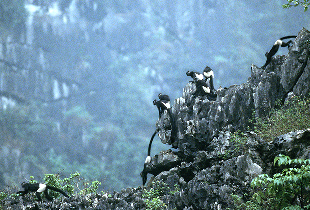 Voọc mông trắng, một loài linh trưởng đặc hữu tại Cúc Phương.