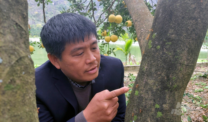 Ông Khải tự nhận mình là người chăn kiến trong trang trại bưởi hữu cơ trong trang trại Nguyễn Xuân Organic Farmer. Ảnh: Võ Dũng.