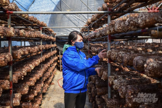 Chị Triệu Thị Bốn, người dân tộc Dao ở khu vực núi Mẫu Sơn đang làm công nhân trong khu trồng nấm của Công ty DOBACO. Ảnh: Tùng Đinh.