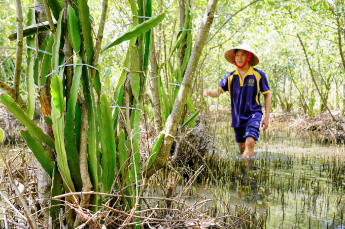 Mô hình trồng thanh long sinh thái trên vùng đất ngập mặn đã mang về cho Mai Trúc Lâm giải nhì tại cuộc thi Khởi nghiệp Quốc gia 2019. Ảnh: Trung Chánh.