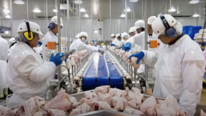Tyson Foods là 'ông lớn' trong ngành chăn nuôi gà Mỹ được định giá 65 tỷ USD. Ảnh: Ecowatch
