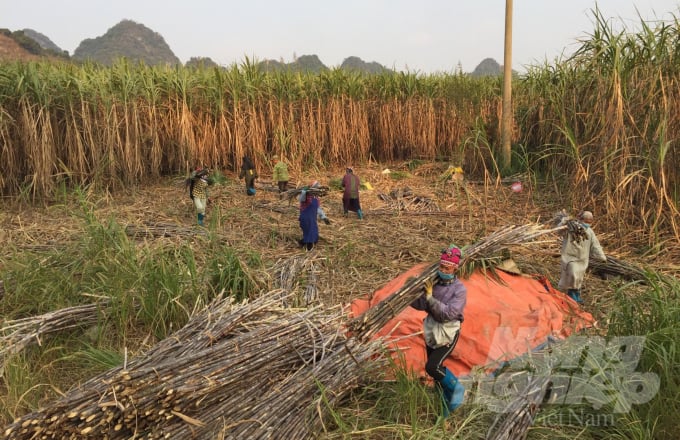 Diện tích trồng mía tại Quảng Hòa chiếm 70% tổng diện tích mía toàn tỉnh Cao Bằng. Ảnh: Công Hải.