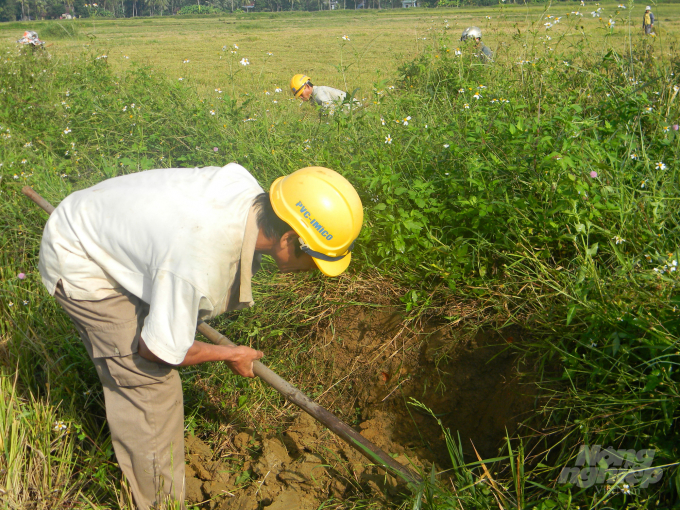 UBND huyện Hoài Ân (Bình Định) chỉ đạo các địa phương và hội, đoàn thể cùng với nông dân tích cực diệt chuột bảo vệ lúa. Ảnh: Vũ Đình Thung.