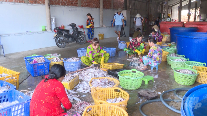 Trong những ngày này người dân TT Gành Hào, huyện Đông Hải đang chuẩn bị tấp nập làm cá khô phục vụ cho thị trường tết cổ truyền dân tộc. Ảnh: Trọng Linh.