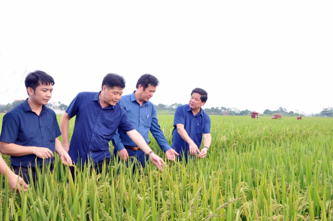 Mô hình trồng lúa hữu cơ của Tập đoàn Quế lâm tại Vĩnh Phúc. Ảnh: Hoàng Anh.