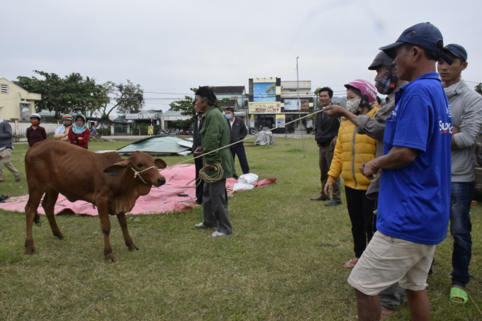 Người dân xã Tịnh Bắc nhận bò từ Dự án nông thôn mới năm 2020
