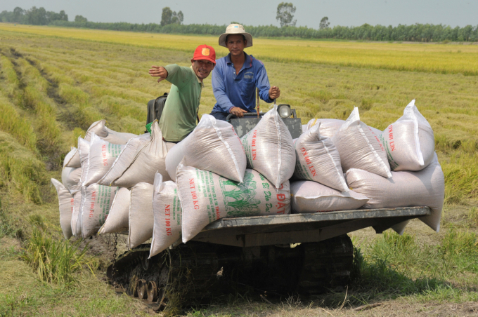Vụ lúa - tôm năm nay, nông dân ĐBSCL rất phấn khởi vì trúng mùa, được giá. Ảnh: Đ. T. Chánh.