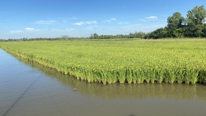 Hệ sinh thái lúa - tôm, chuỗi giá trị mới của Vinaseed.