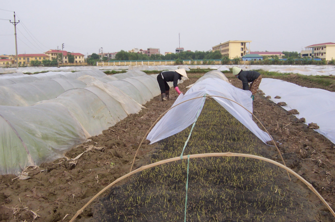 Nông dân cần chủ động các biện pháp phòng chống rét cho lúa, mạ mới gieo. Ảnh: Lê Bền
