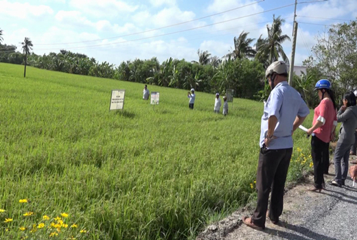 Thăm quan mô hình trồng lúa VD - 20 hữu cơ xuất khẩu tại xã Đồng Thạnh, huyện Gò Công Tây. Ảnh: KTN
