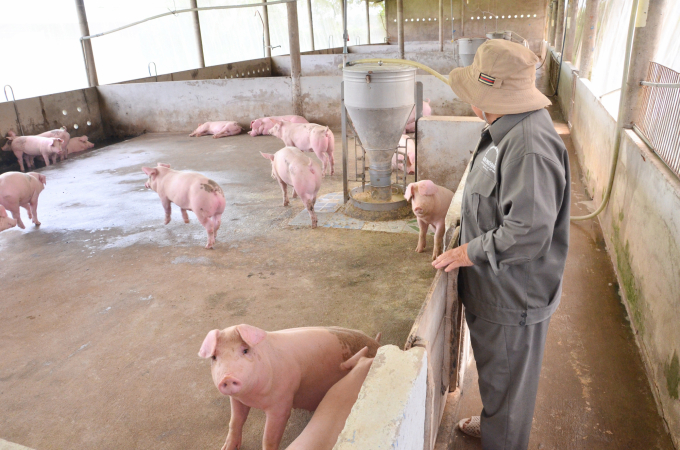 Công tác tái đàn lợn vẫn rất khó khăn do nguồn giống khan hiếm, người dân cạn vốn đầu tư. Ảnh: MĐ