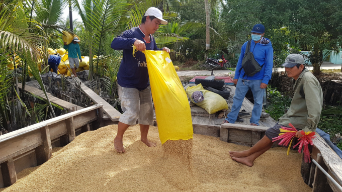 Hiện giá lúa được thương lái hỏi mua từ 6.000 - 7.500 đồng/kg, tùy theo loại giống. Ảnh; Trọng Linh.