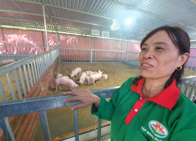 Mô hình chăn nuôi lợn hữu cơ của gia đình bà Trần Thị Huệ. Ảnh: Hoàng Anh.