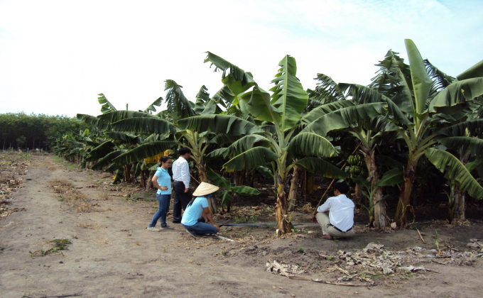 Một góc khu trồng chuối hàng hóa, ứng dụng công nghệ cao tại Khu nông nghiệp ứng dụng CNC An Thái (Phú Giáo, Bình Dương). Ảnh: Phan Bằng