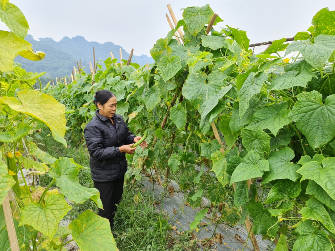 Mô hình trồng dưa chuột trên đất ruộng hiệu quả kinh tế gấp 3 lần so với trồng lúa, ngô tại xã Yên Nguyên, huyện Chiêm Hóa (Tuyên Quang). Ảnh: Đào Thanh