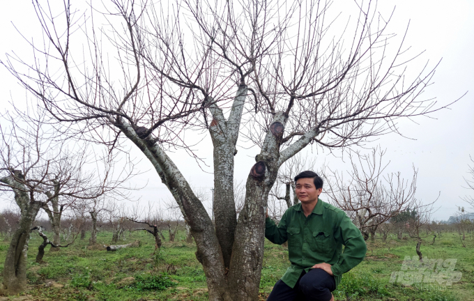 Một cây đào ghép tại xã Xuân Du đã được trả giá 40 triệu đồng nhưng chủ nhân vẫn chưa gật đầu. Ảnh: Võ Dũng.
