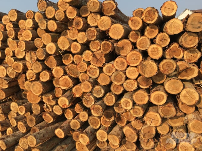 Bình Định đề ra giải pháp khuyến khích đầu tư trồng rừng gỗ lớn, có chứng chỉ FSC/VFCS PEFC để chủ động nguồn nguyên liệu chế biến đồ gỗ xuất khẩu. Ảnh: Vũ Đình Thung.