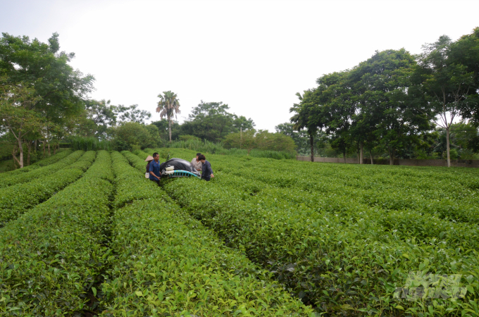 Ngành nông nghiệp tỉnh Tuyên Quang đã xây dựng thành công mô hình trồng thay thế các giống chè PH8, PH9 có chất lượng cao, năng suất trung bình đạt 15 đến 20 tấn/ha. Ảnh: Đào Thanh.