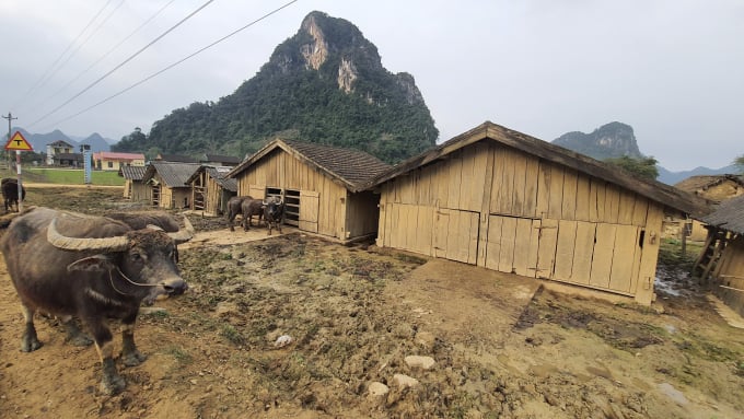 Khu nuôi nhốt trâu, bò tập trung được ưu tiên quỹ đất, 'quy hoạch' rất khang trang ở xã Tân Hóa (huyện Minh Hóa, Quảng Bình). Ảnh: N.Phùng